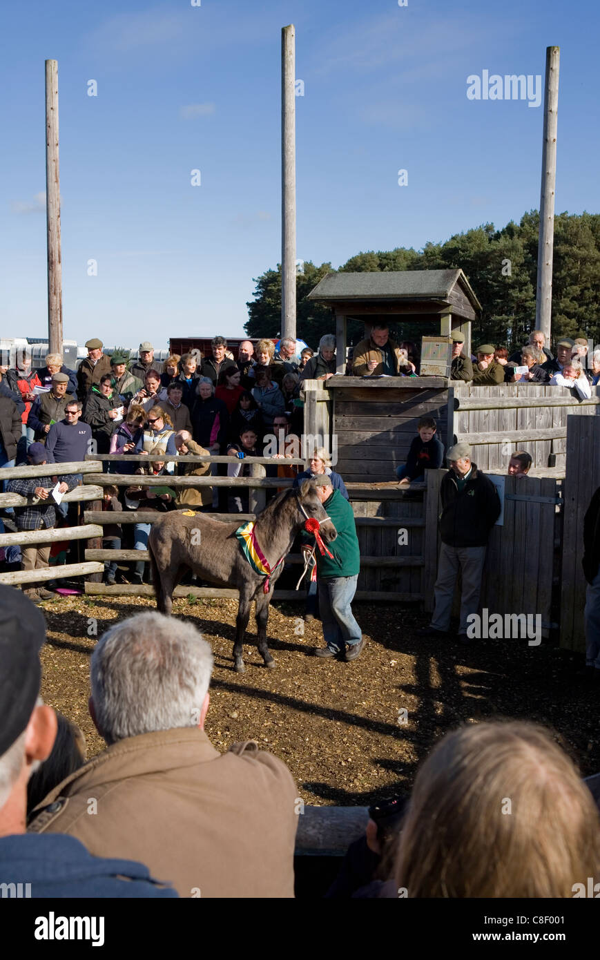 Horses New forest pony sale Hampshire, UK Stock Photo Alamy
