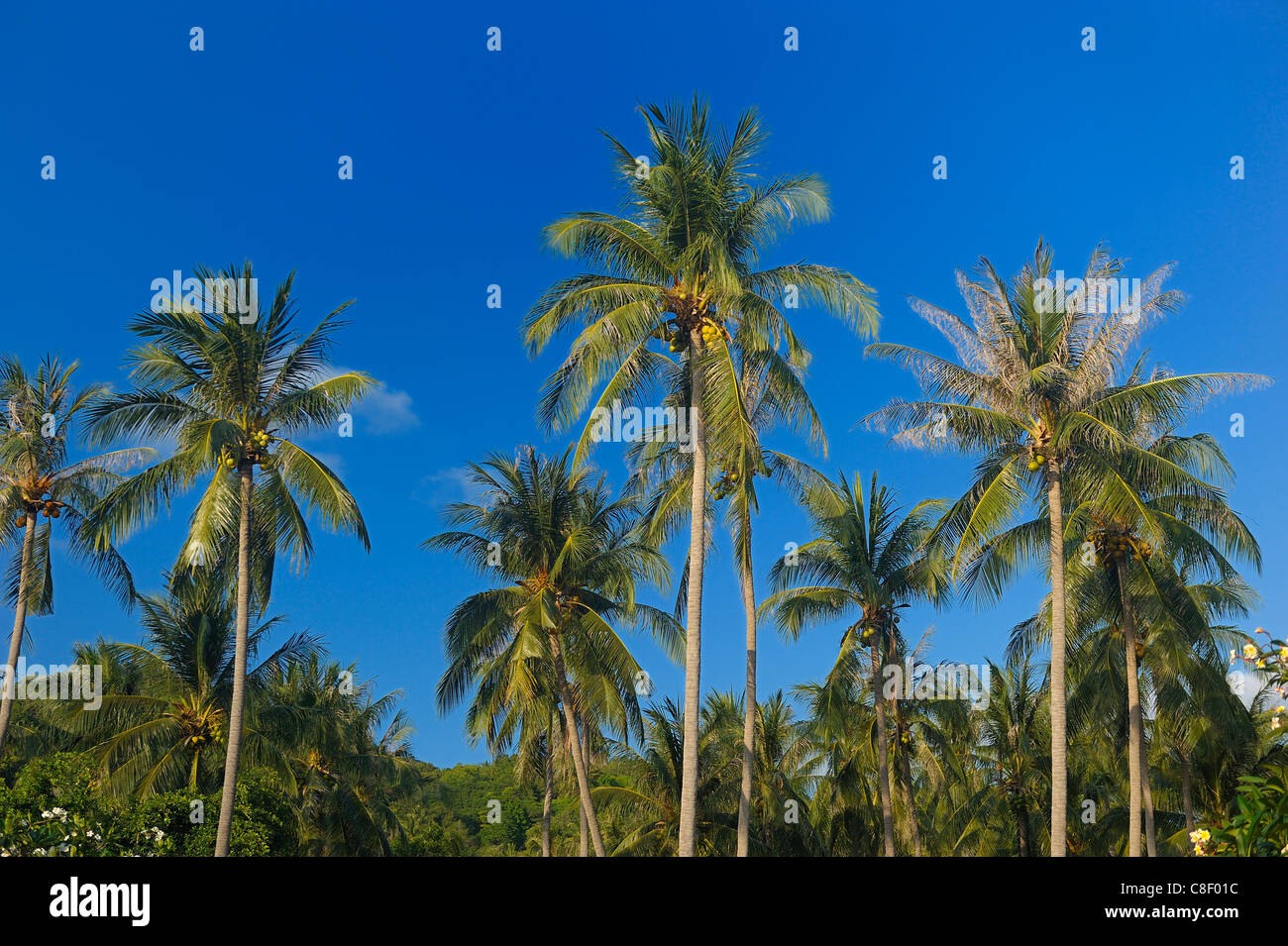 Palm Trees, Koh Tao, Thailand, Asia, sky, blue Stock Photo