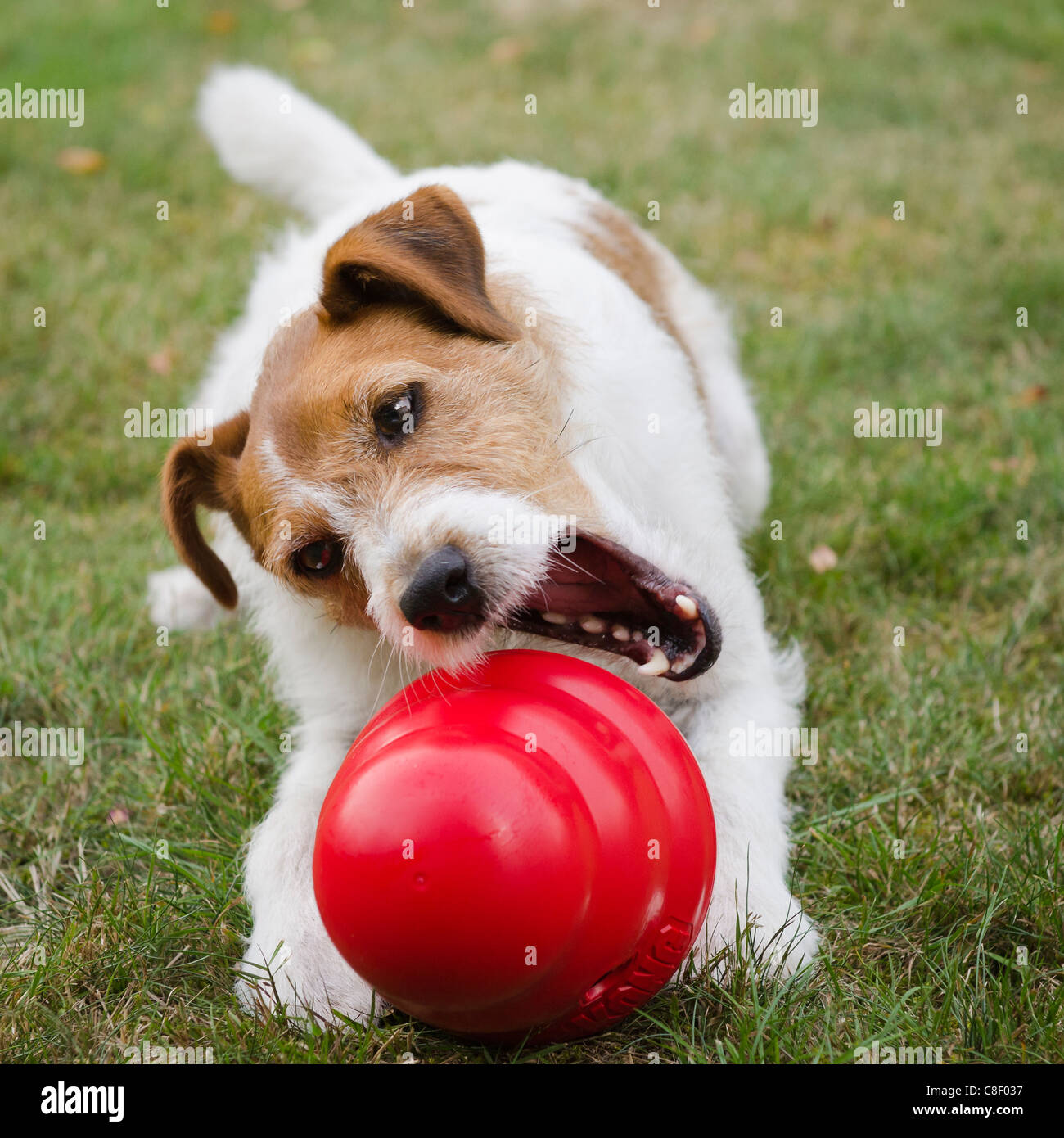 Dog playing with kong sale