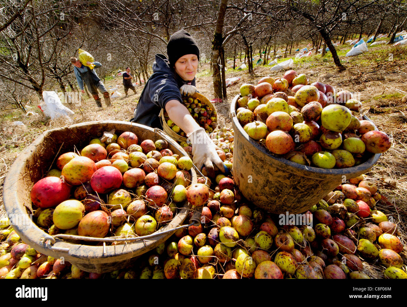 Cider apple orchard uk hires stock photography and images Alamy