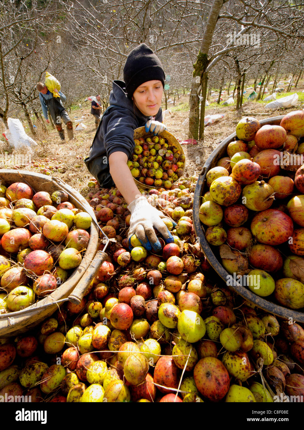 Cider Apple Orchard Uk Stock Photos & Cider Apple Orchard Uk Stock