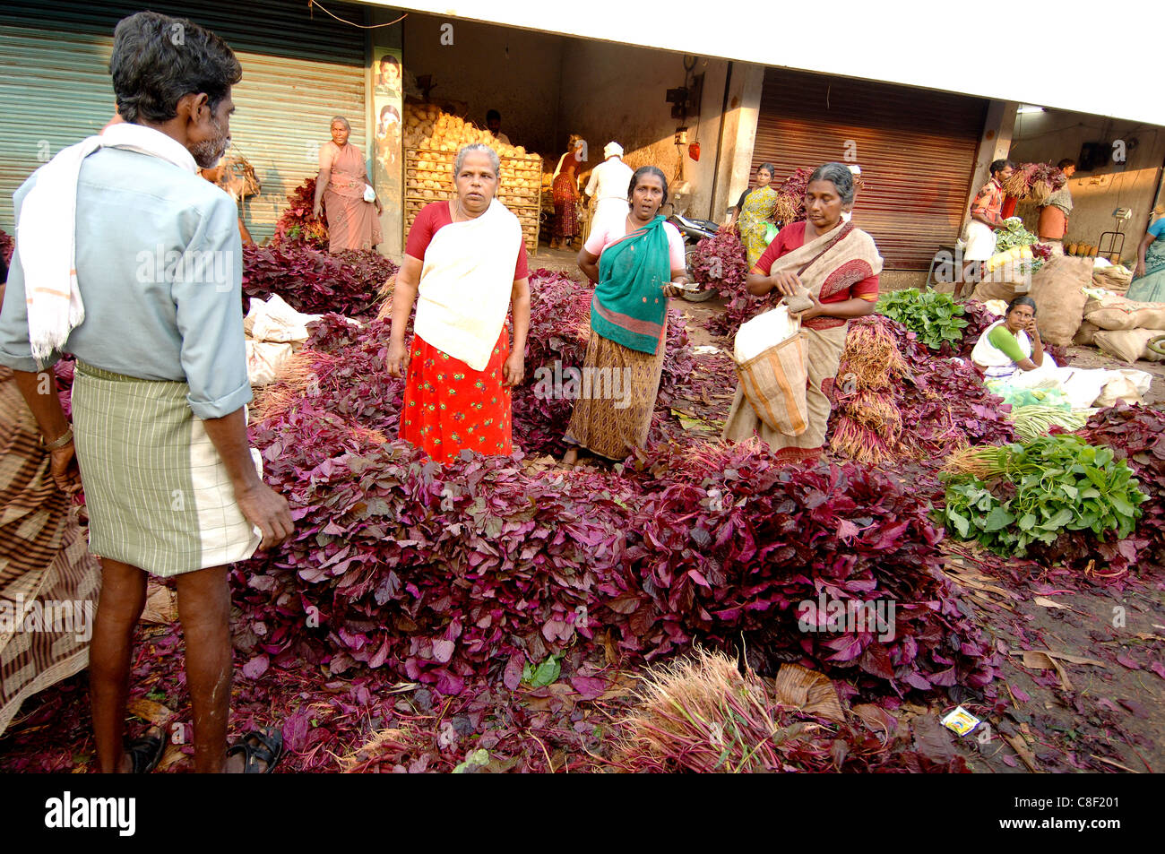 Spinach trivandrum hi-res stock photography and images - Alamy