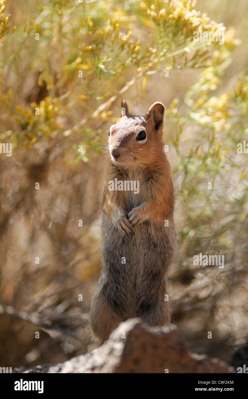 Golden Mantled, Ground Squirrel, squirrel, Spermophilus lateralis, High Desert, Oregon, USA, United States, America, Stock Photo