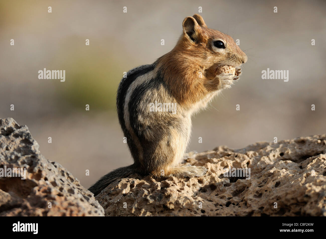 Golden Mantled, Ground Squirrel, squirrel, Spermophilus lateralis, High Desert, Oregon, USA, United States, America, Stock Photo