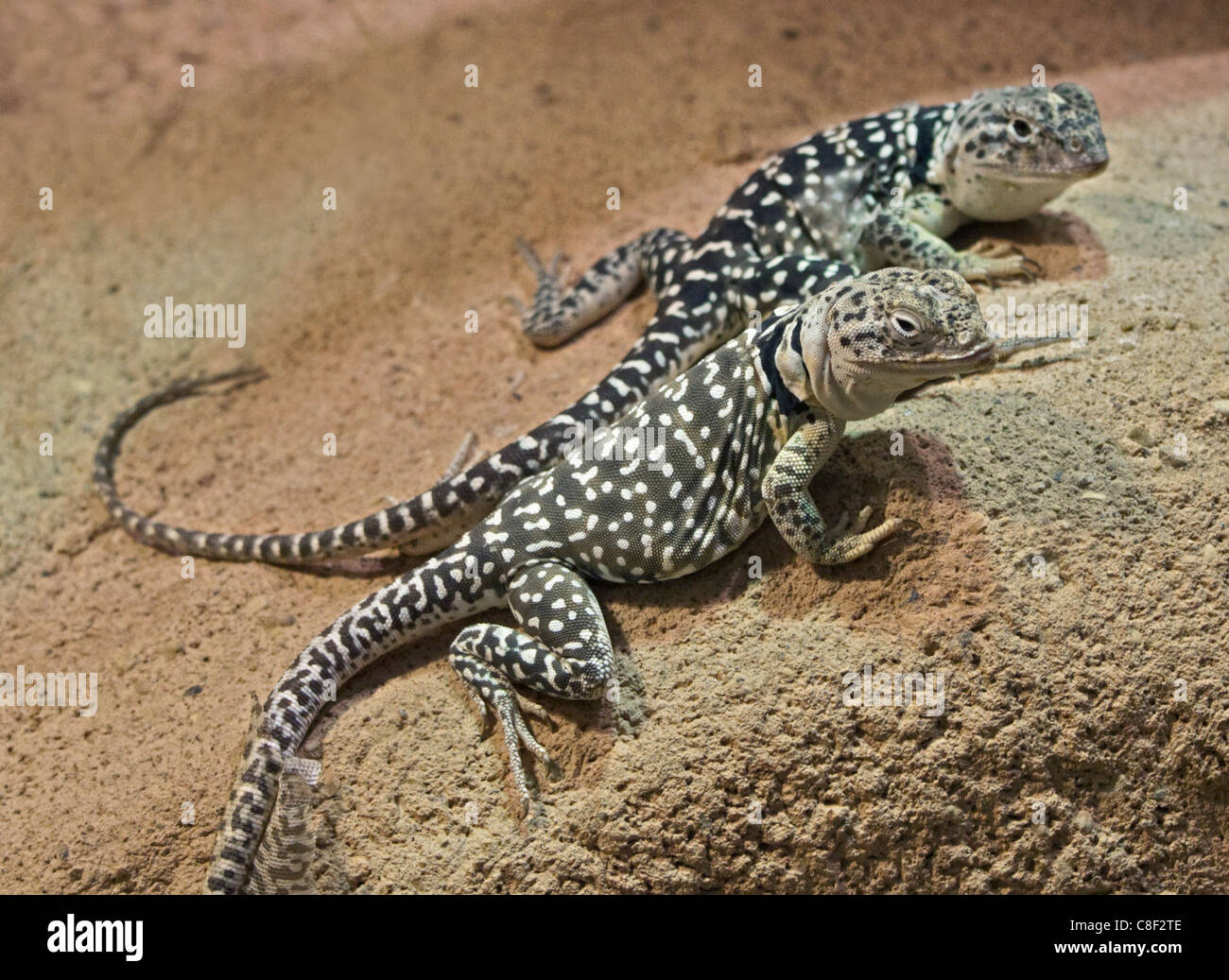 Common Collared Lizards (crotaphytus collaris Stock Photo Alamy