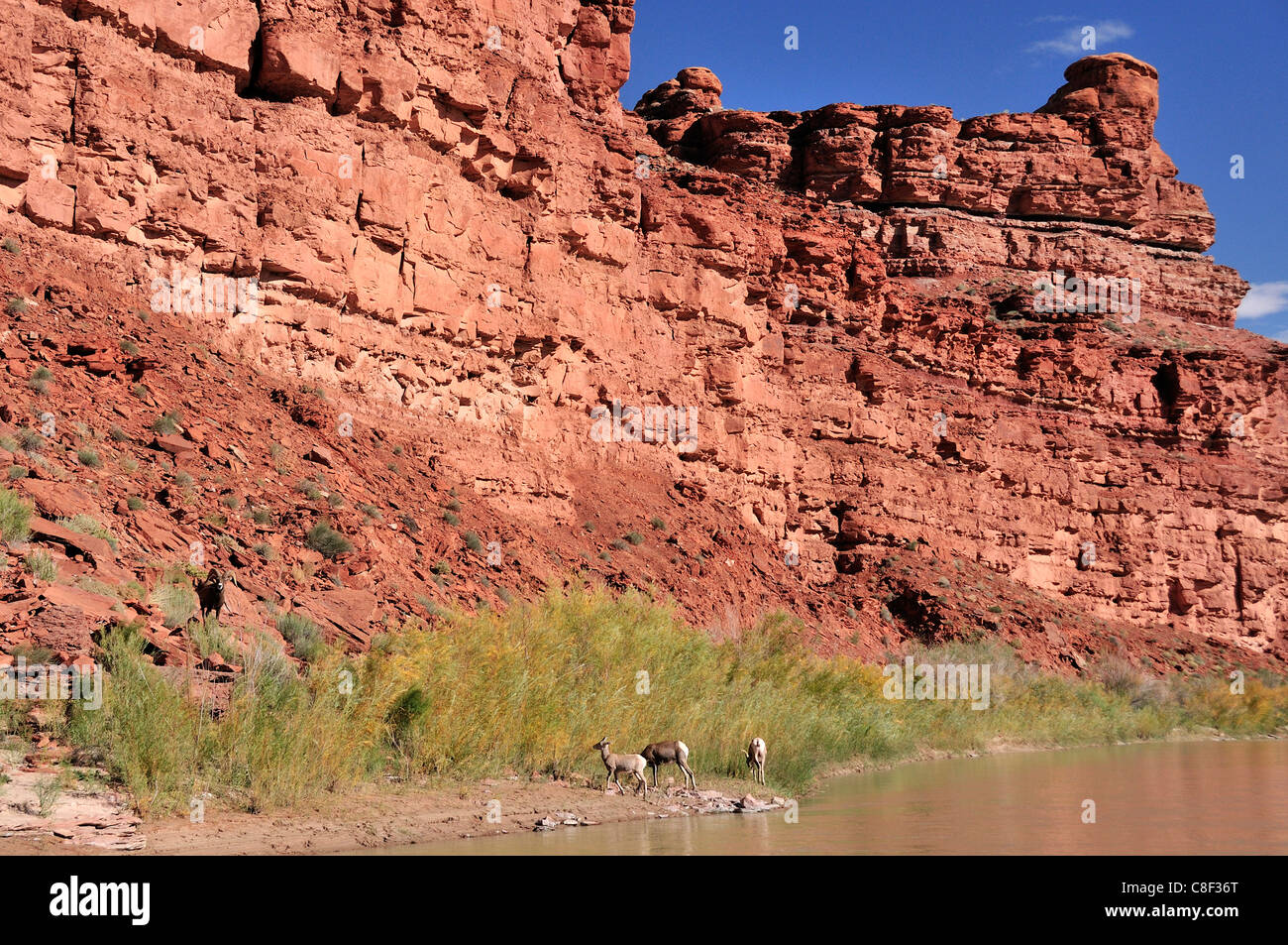 Desert Bighorn sheep, bighorn, sheep, OVIS CANADENSIS NELSONI, San Juan River, near Bluff, Colorado Plateau, Utah, USA, United S Stock Photo