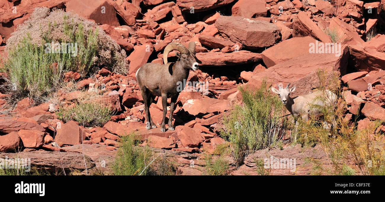 Desert Bighorn sheep, bighorn, sheep, OVIS CANADENSIS NELSONI, San Juan River, near Bluff, Colorado Plateau, Utah, USA, United S Stock Photo