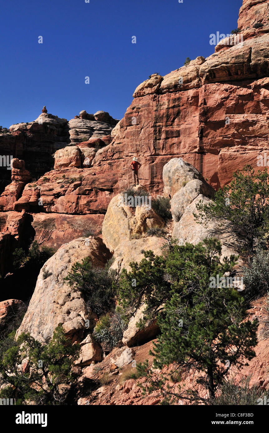 Bullet Canyon, Grand Gulch Primitive Area, Cedar Mesa, Colorado Plateau, Utah, USA, United States, America, Stock Photo
