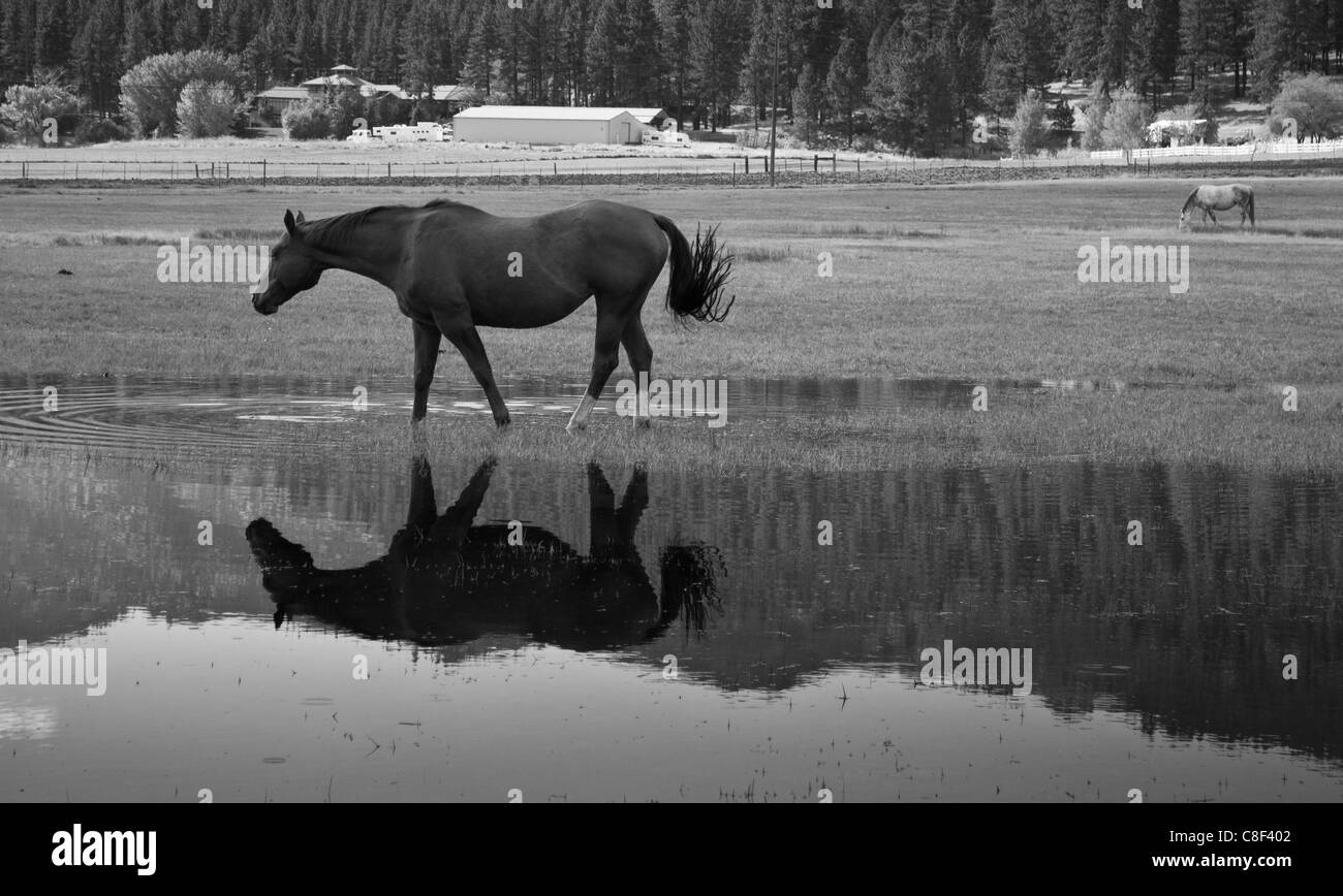 Black and white image of a horse with reflection. Stock Photo