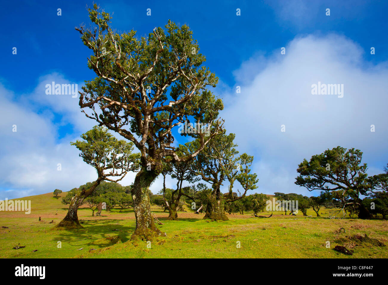 Fanal, Portugal, Europe, Madeira, plateau, UNESCO, world nature heir, nature reserve, trees, bay trees, forest pasture Stock Photo