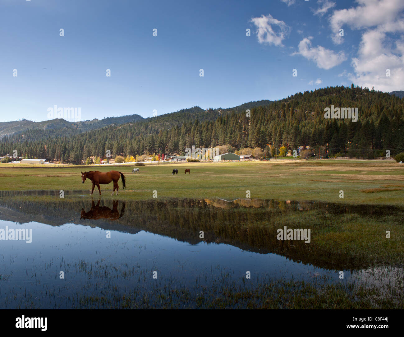 Image of farmland and a horse. Stock Photo