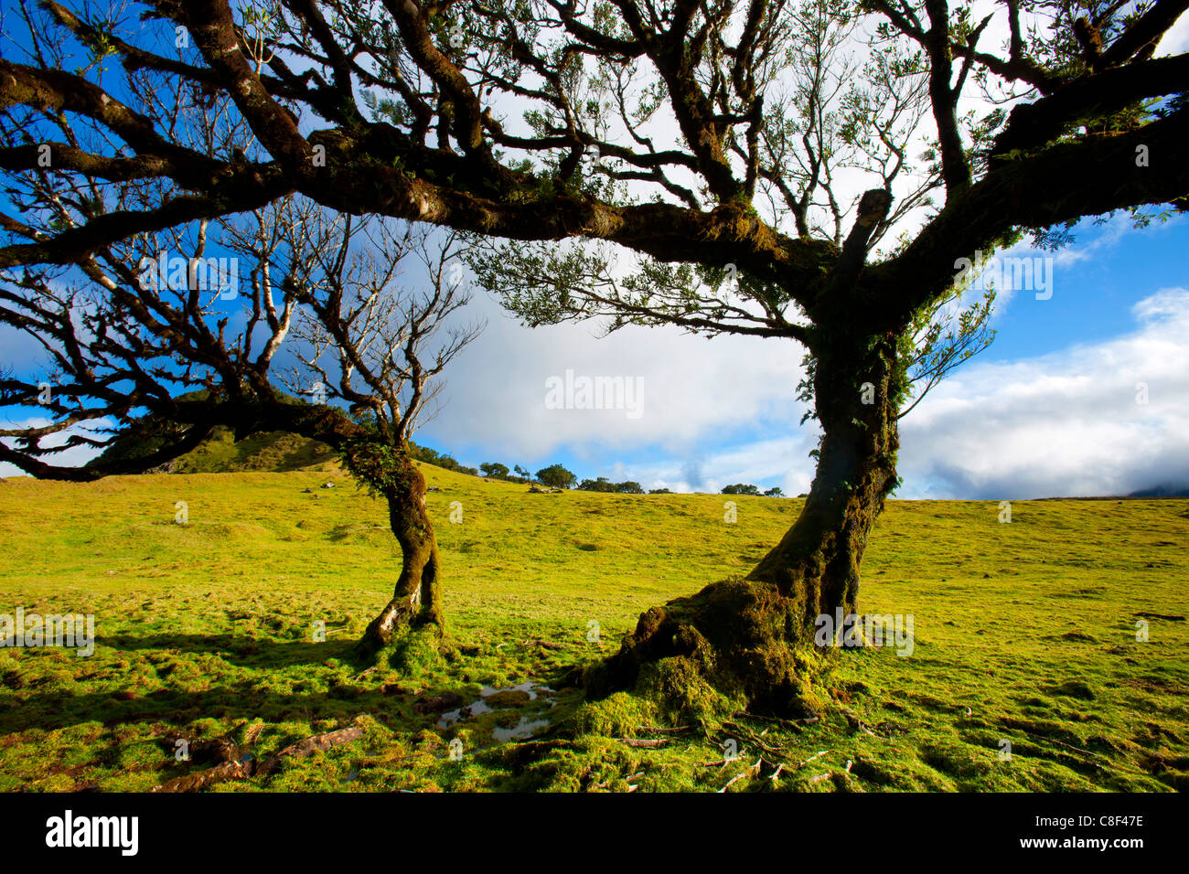 Fanal, Portugal, Europe, Madeira, plateau, UNESCO, world nature heir, nature reserve, trees, bay trees, forest pasture Stock Photo