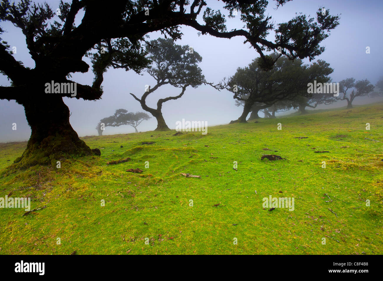 Fanal, Portugal, Europe, Madeira, plateau, UNESCO, world nature heir, nature reserve, trees, bay trees, forest pasture, fog Stock Photo