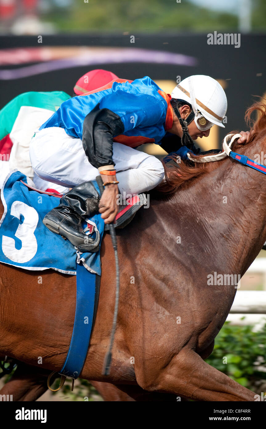 Horse race, Panama City, Panama Stock Photo