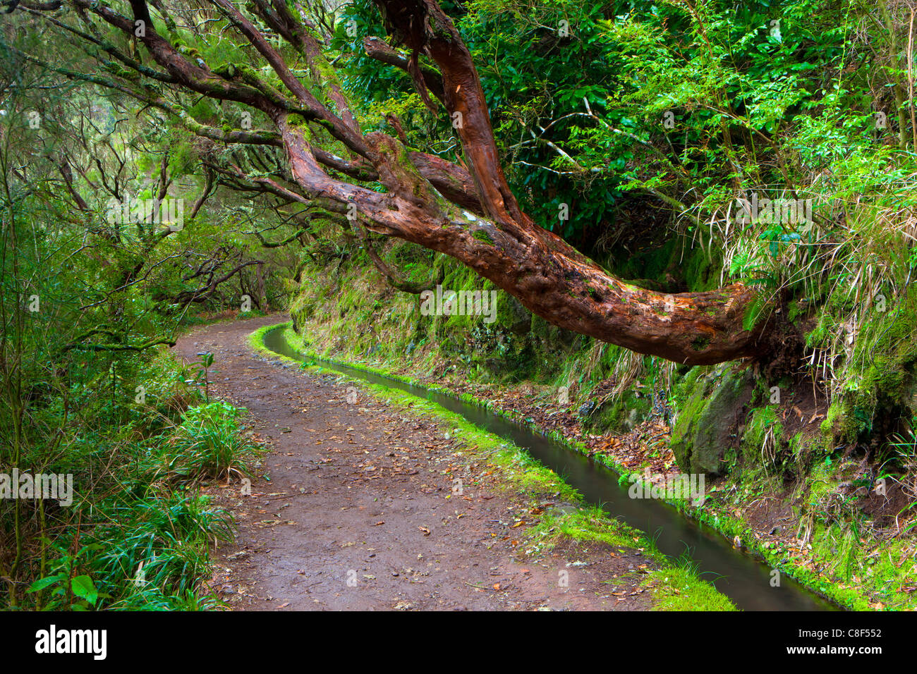 Rabaçal valley levadas hi-res stock photography and images - Alamy