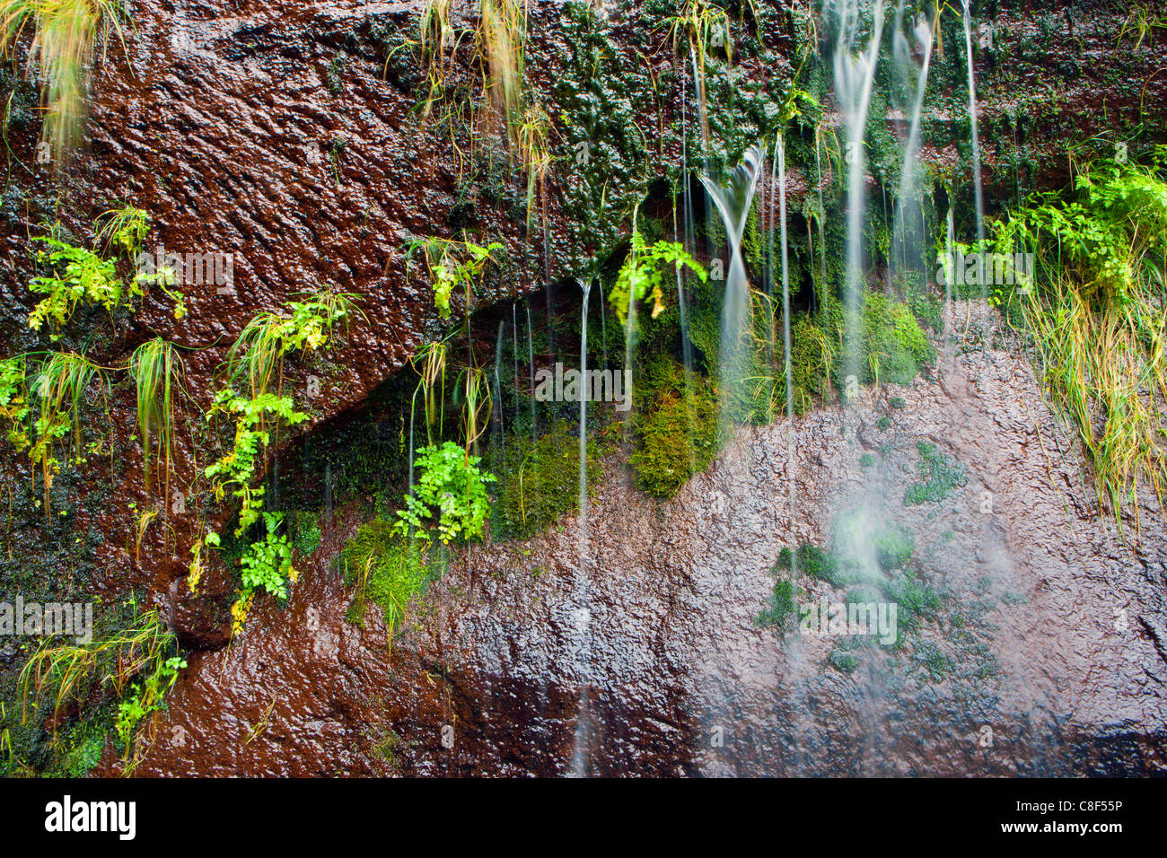 Rabacal, Portugal, Europe, Madeira, valley, rock, cliff, rivlet, water, moss, fern Stock Photo