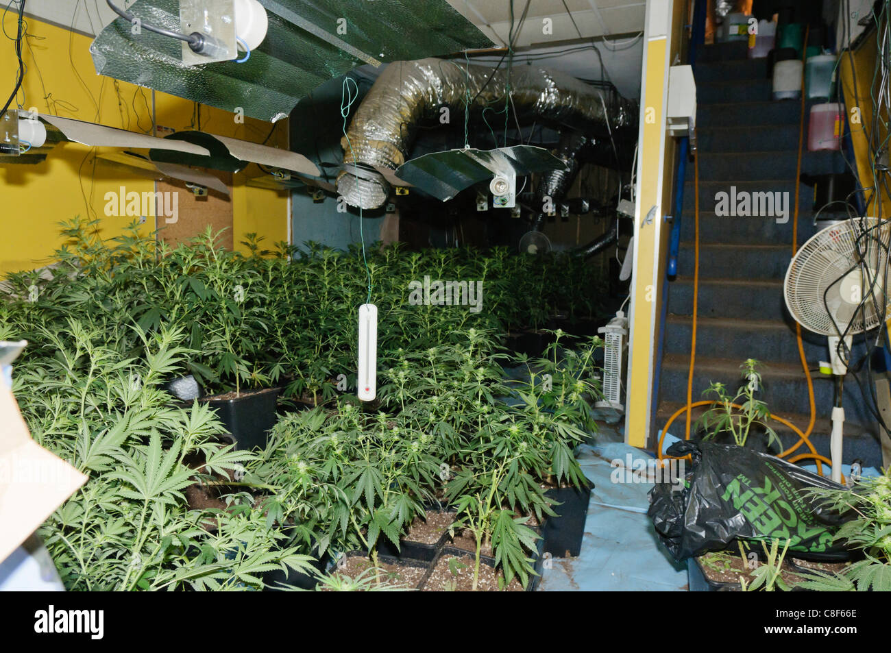 Cannabis plants in an illegal and hidden cannabis factory warehouse with high-powered grow lamps and ventilation system. Stock Photo