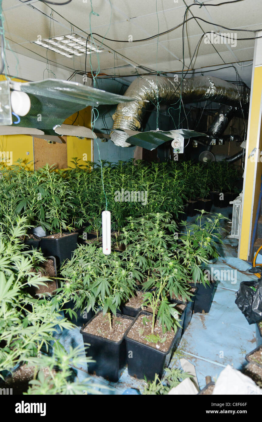 Cannabis plants in an illegal and hidden cannabis factory warehouse with  high-powered grow lamps and ventilation system Stock Photo - Alamy
