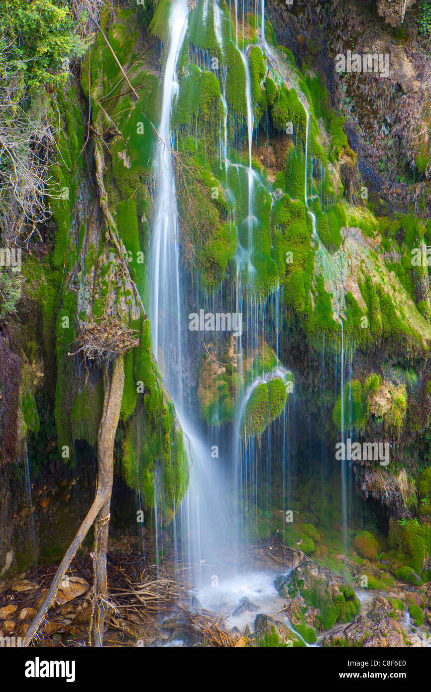 Tete de loup profile Banque de photographies et d'images à haute résolution  - Alamy