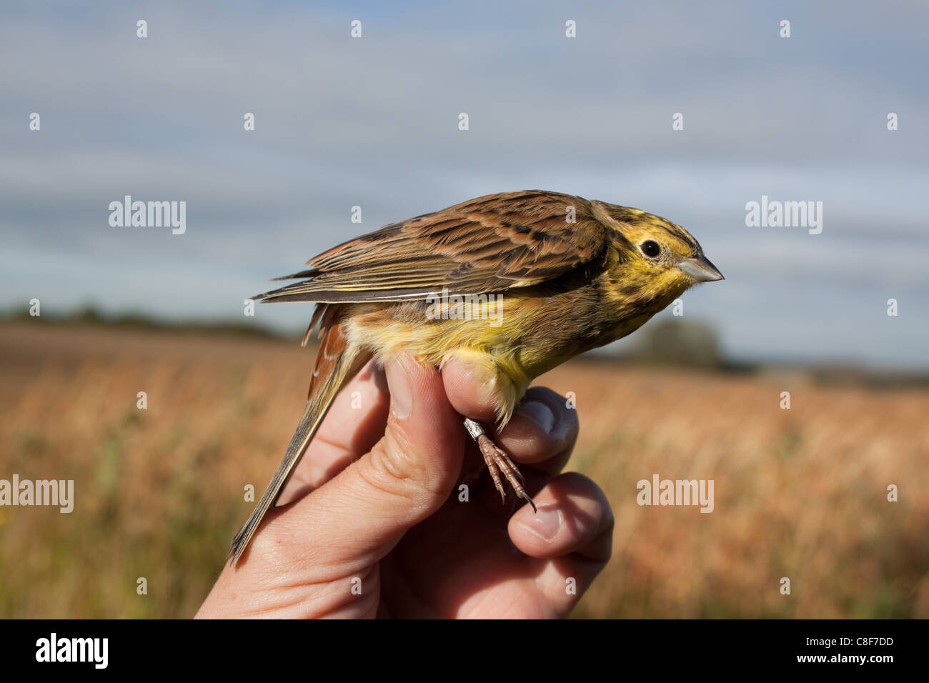 Bird ringer holding a Yellowhammer, Emberiza citrinella, in the ringers' grip, ready for taking biometric measurements Stock Photo