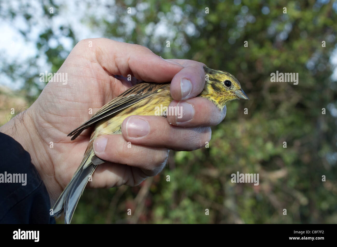 Bird ringer holding a Yellowhammer, Emberiza citrinella, in the ringers' grip, ready for taking biometric measurements Stock Photo