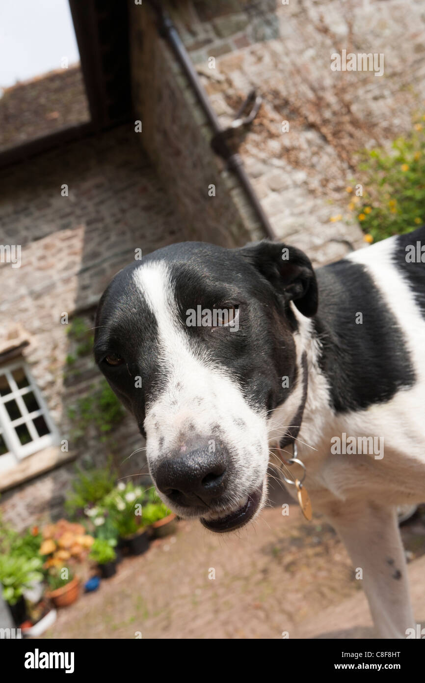 Inquisitive farm dog Stock Photo
