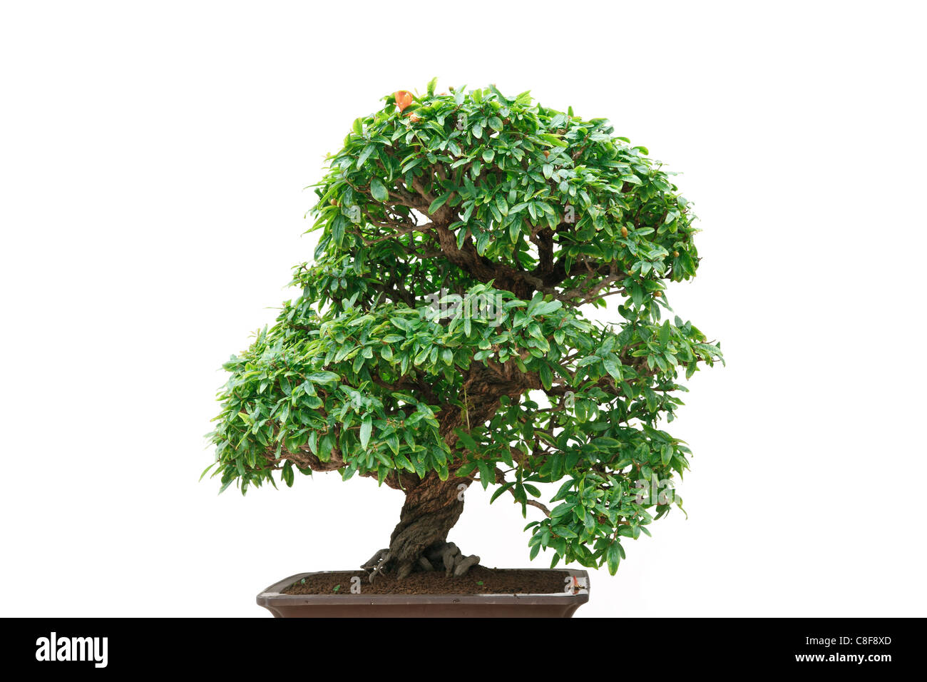 bonsai of pomegranate tree with flowers isolated on white background Stock Photo
