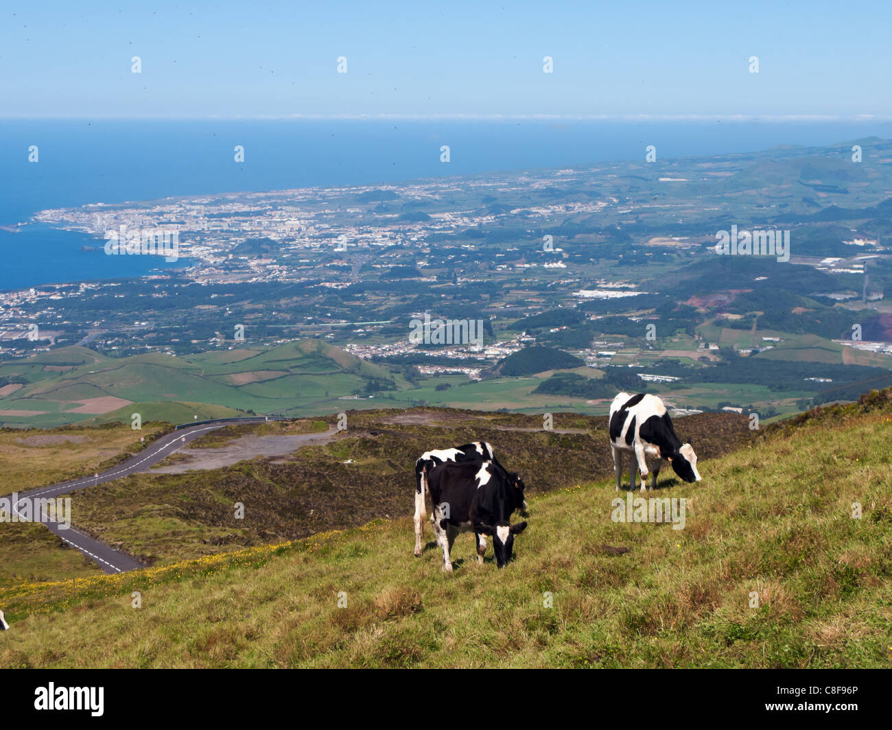 Cows grazing on the hillside of Lagoa do Fogo (the Fire Lake) volcano, São Miguel, Azores. Ponta Delgada in the background. Stock Photo