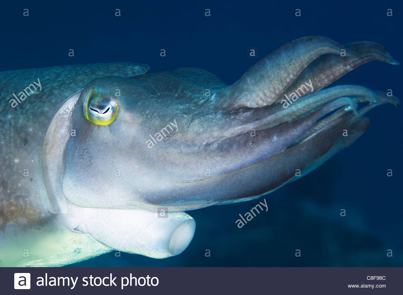 Syphon Stock Photos & Syphon Stock Images - Alamy