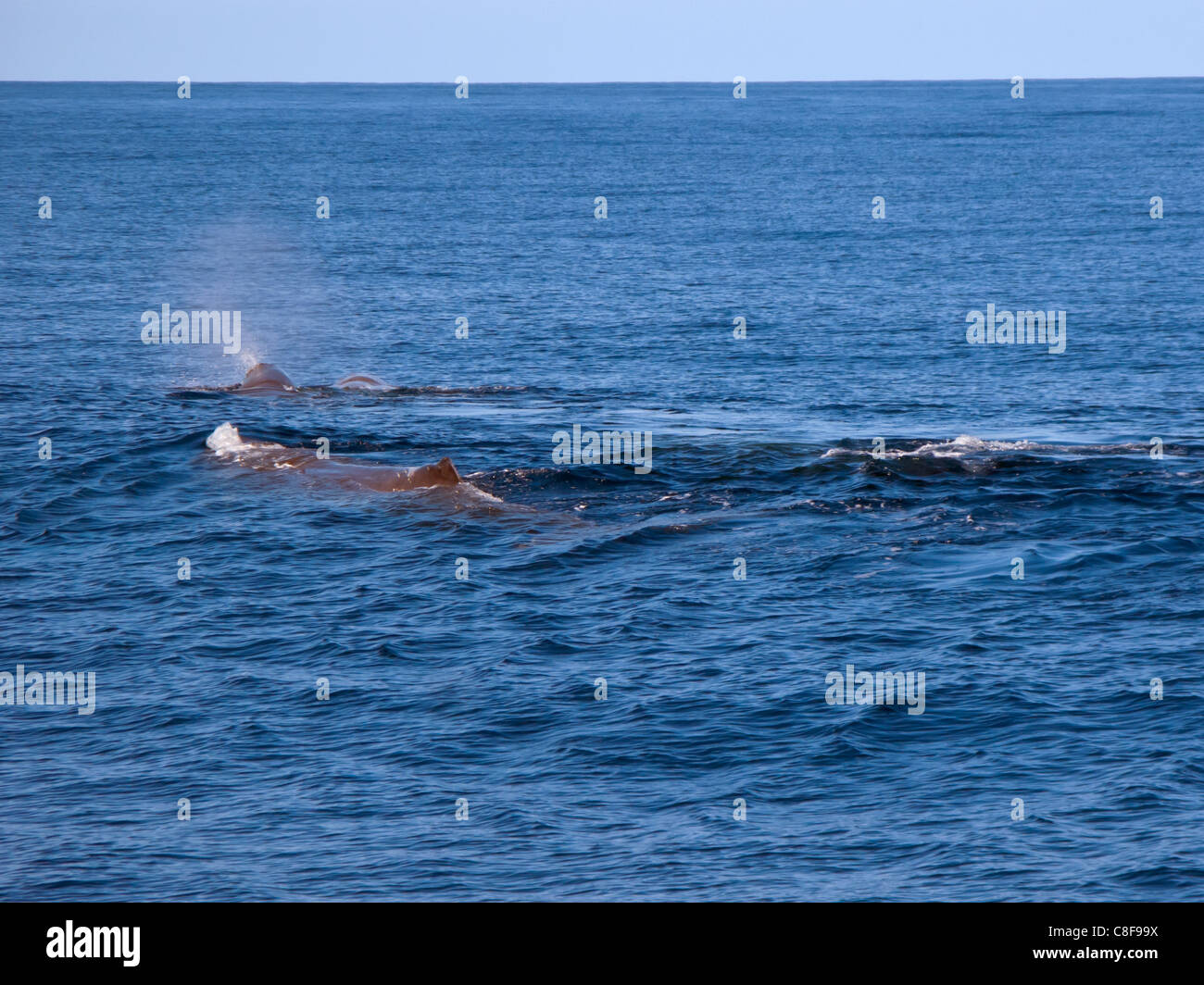Sperm whales in the Atlantic ocean outside São Miguel island, the Azores. Stock Photo