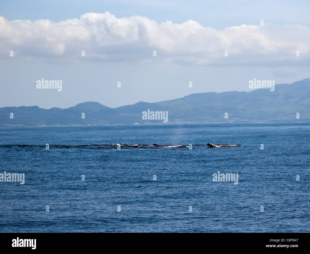 Sperm whales in the Atlantic ocean outside São Miguel island, the Azores. Stock Photo