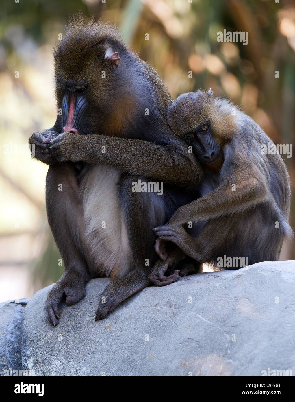 Monkey affection hi-res stock photography and images - Alamy