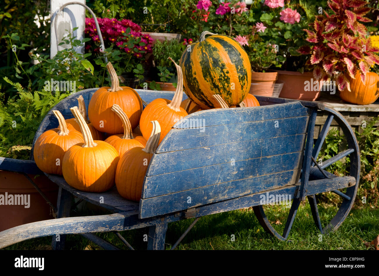 Pumpkins in a wooden wheel barrow in the historic village of Deerfield, Massachussetts, New England, United States of America Stock Photo