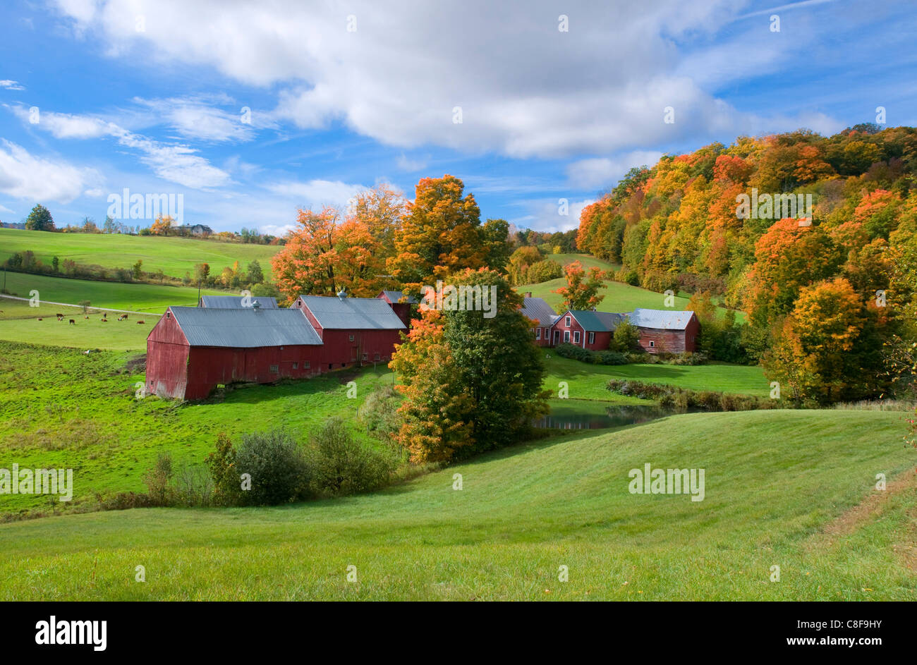 Autumn foliage surrounding red barns at Jenne Farm in South Woodstock, Vermont, New England, United States of America Stock Photo