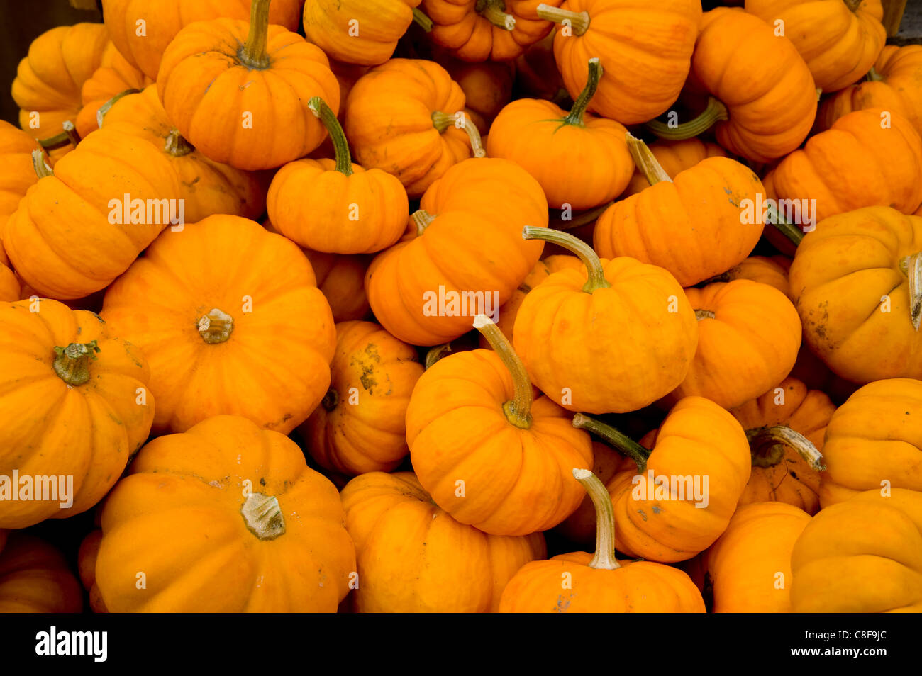 Mini pumpkins for sale at the Famers' Market in South Woodstock, Vermont, New England, United States of America Stock Photo