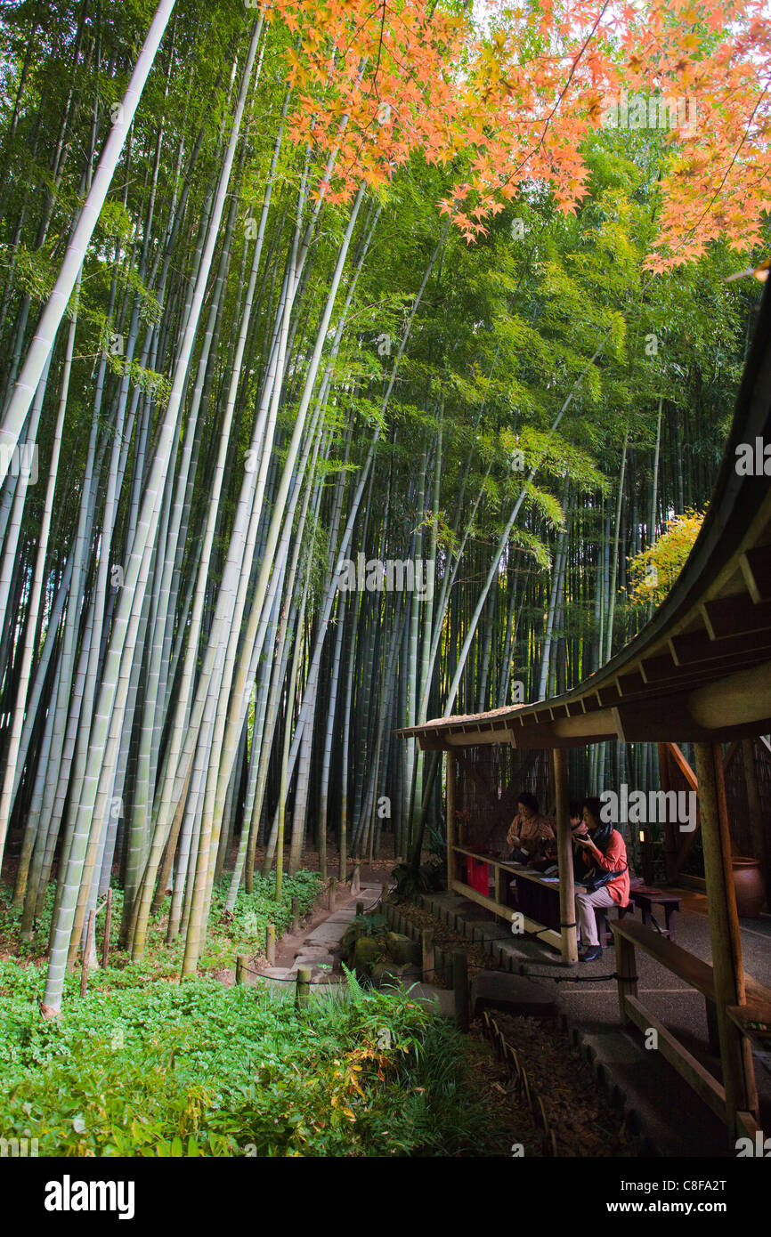 Kamakura, Japan, November, Asia, bamboo wood, wood, forest, bamboo
