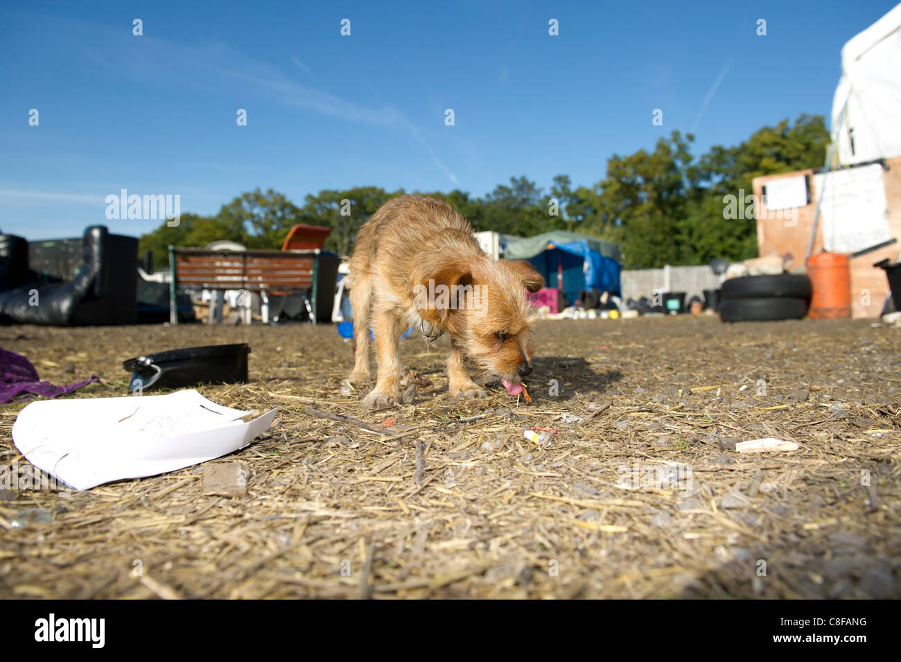 21st October 2011. A traveller's dog at Dale Farm near Basildon, Essex, scavenging for scraps around the abandoned eating area set up by the protesters who have now left. After a ten year legal battle the travellers are now in the process of being evicted from the illegal plots on the six acre trave Stock Photo