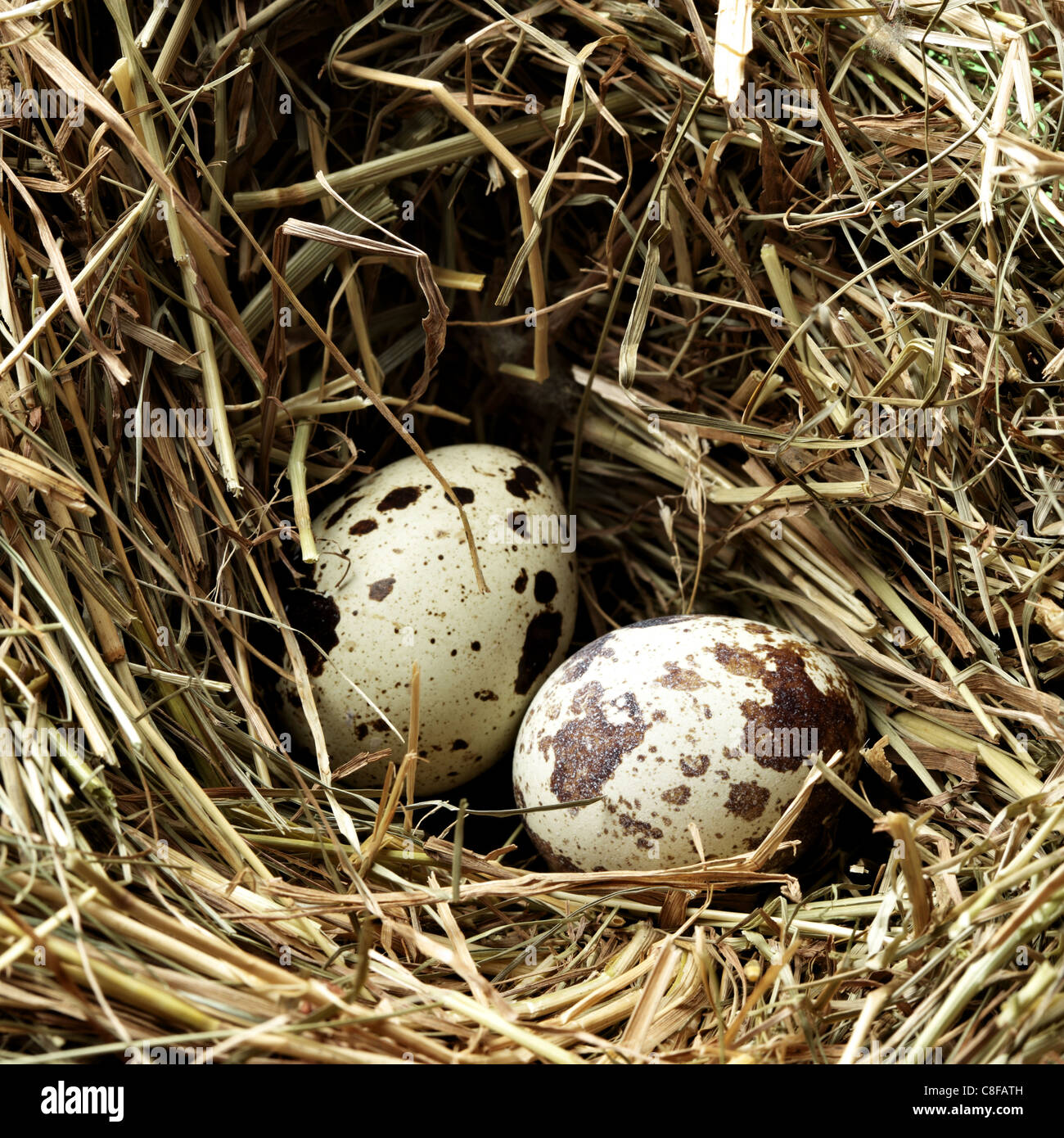 Nest with three bird's eggs close up Stock Photo