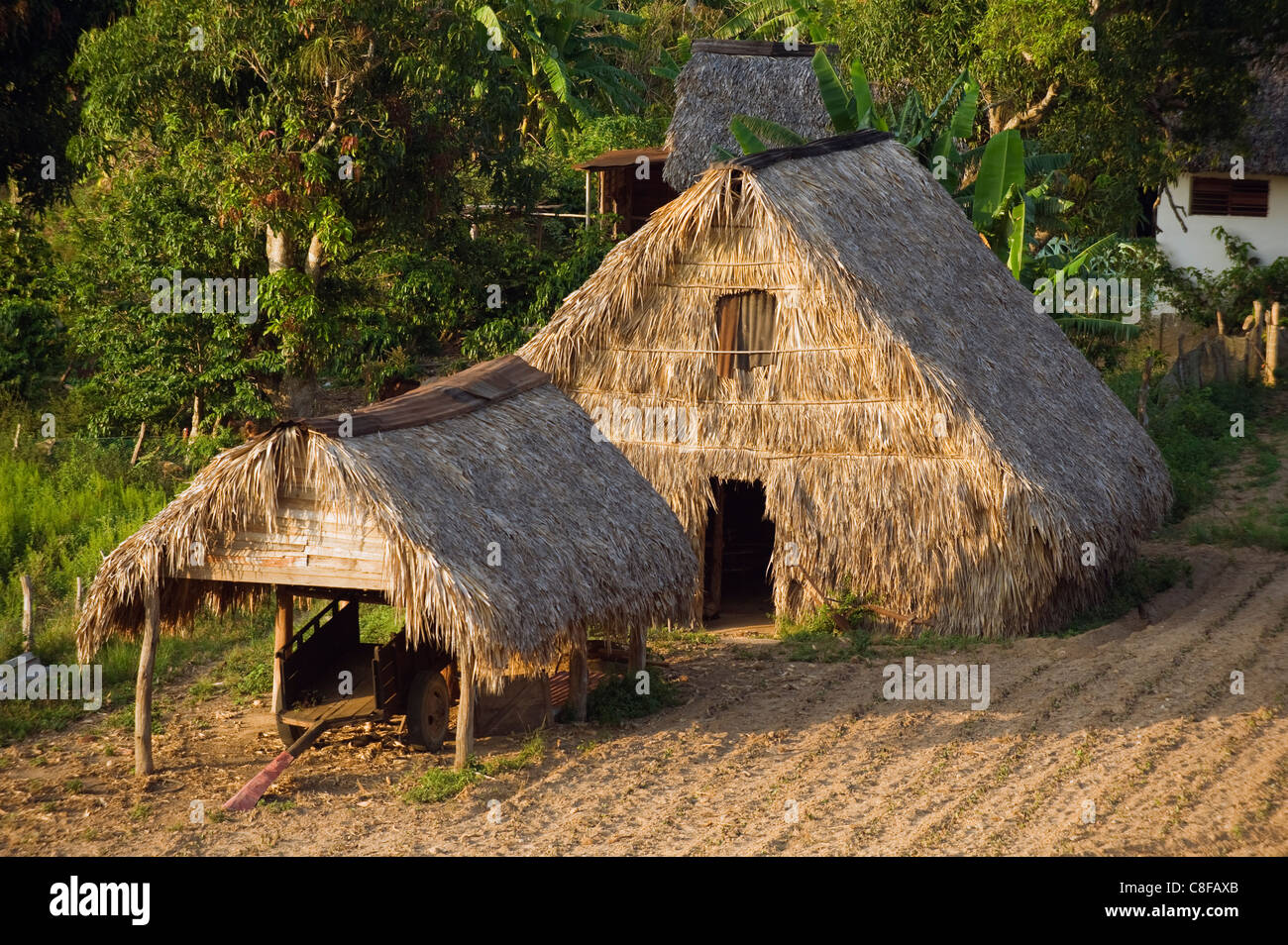 Thatched roof tobacco drying house, UNESCO World Heritage Site, Vinales Valley, Cuba, West Indies, Caribbean, Central America Stock Photo