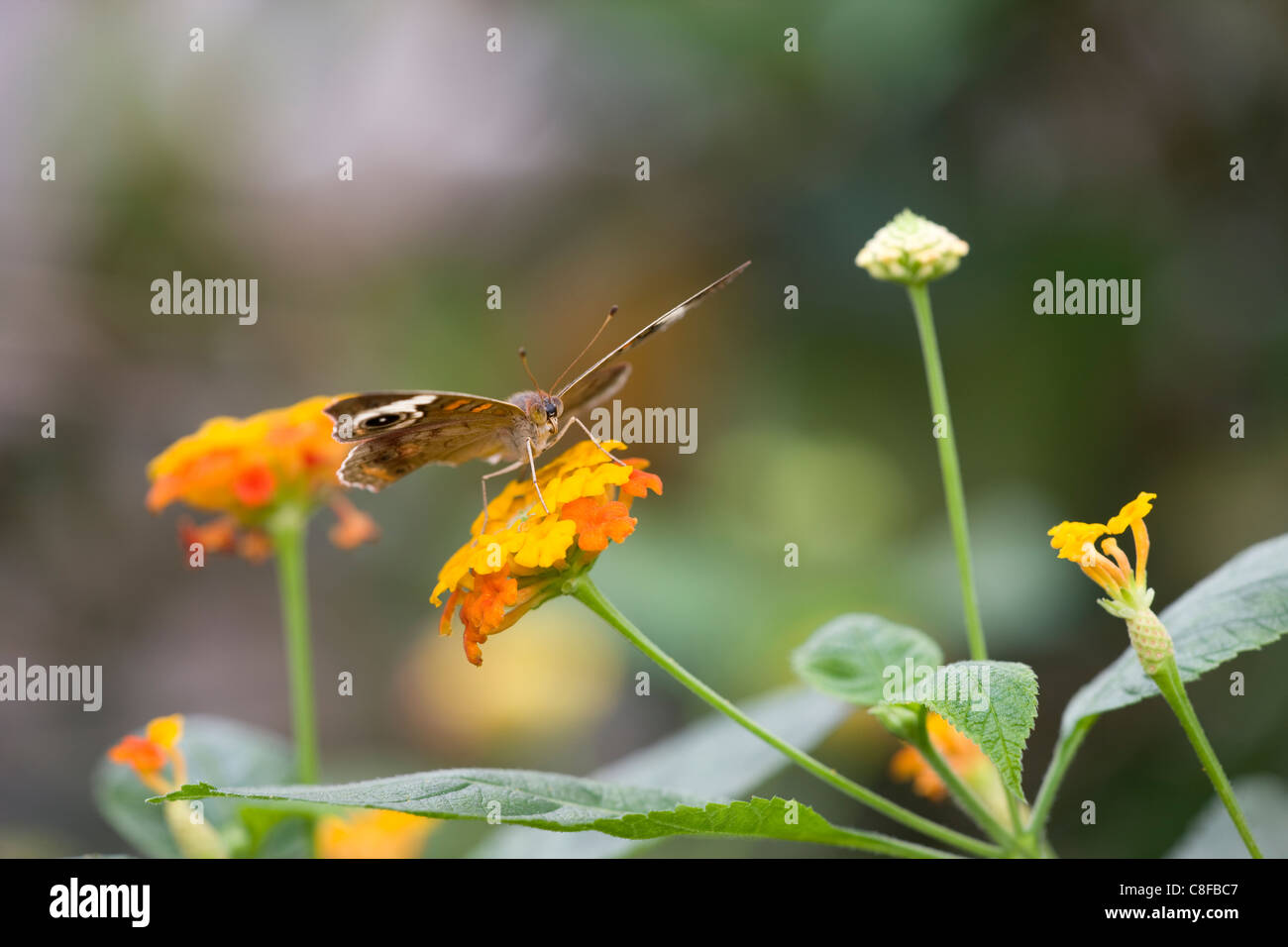 Buckeye Butterfly (Junonia coenia), feeding on a beautiful yellow and orange flower. Stock Photo