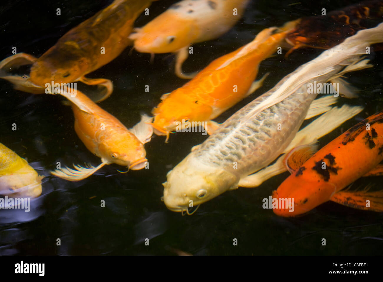 Common carp hires stock photography and images Alamy