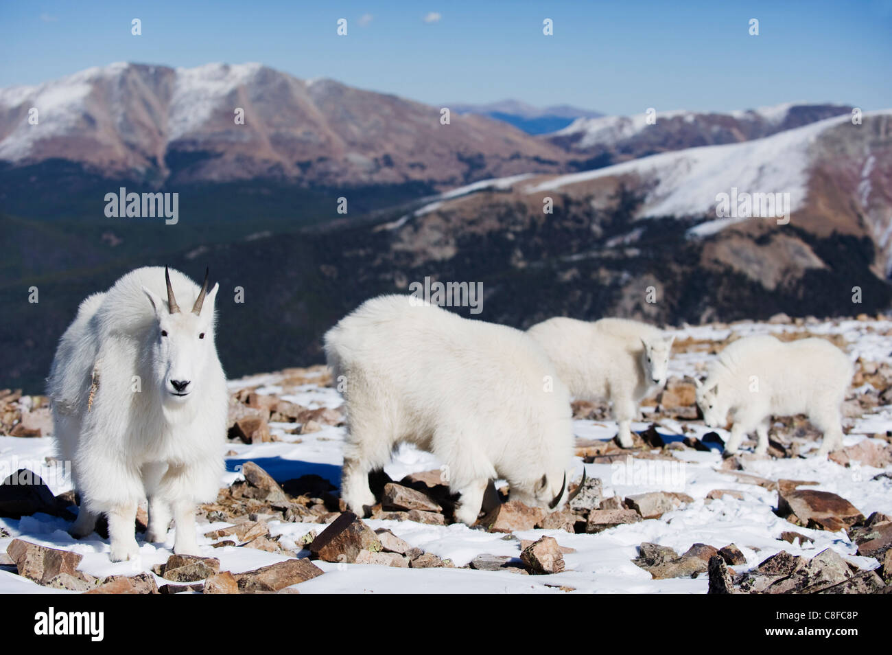 Mountain goat (antelope) in winter coats on Quandary Peak, a mountain above 14000 feet, known as a 14er, Colorado, USA Stock Photo