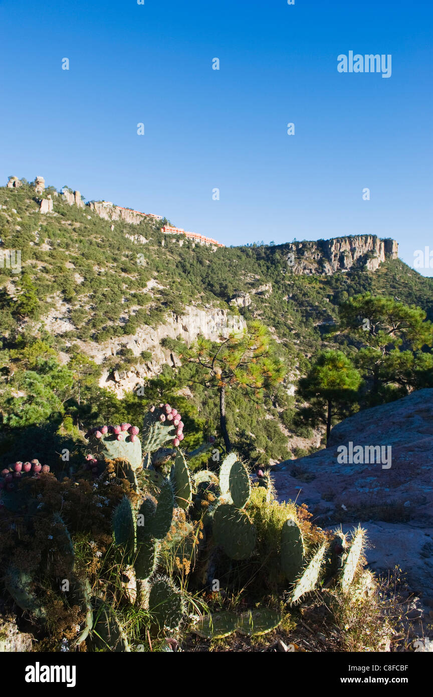 Cactus and canyon top hotel, Barranca del Cobre (Copper Canyon, Chihuahua state, Mexico Stock Photo