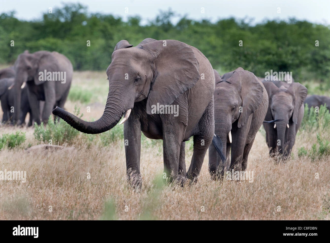 Elephant herd, Kruger National Park, South Africa Stock Photo