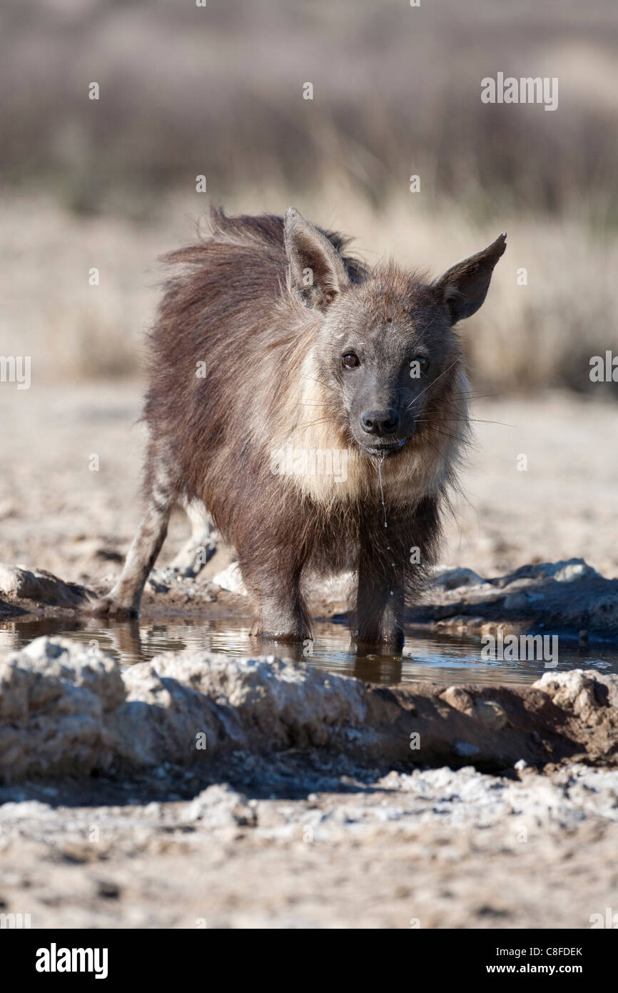 Brown hyena (Hyaena brunnea) drinking, Kgalagadi Transfrontier National Park, Northern Cape, South Africa Stock Photo
