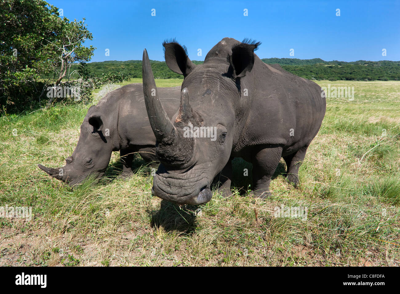 White rhinos (Ceratotherium simum, Isimangaliso Wetland Park, KwaZulu Natal, South Africa Stock Photo