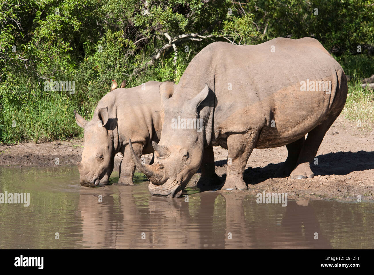 White rhino (Ceratotherium simum, with calf, Makalali Game Reserve, South Africa Stock Photo