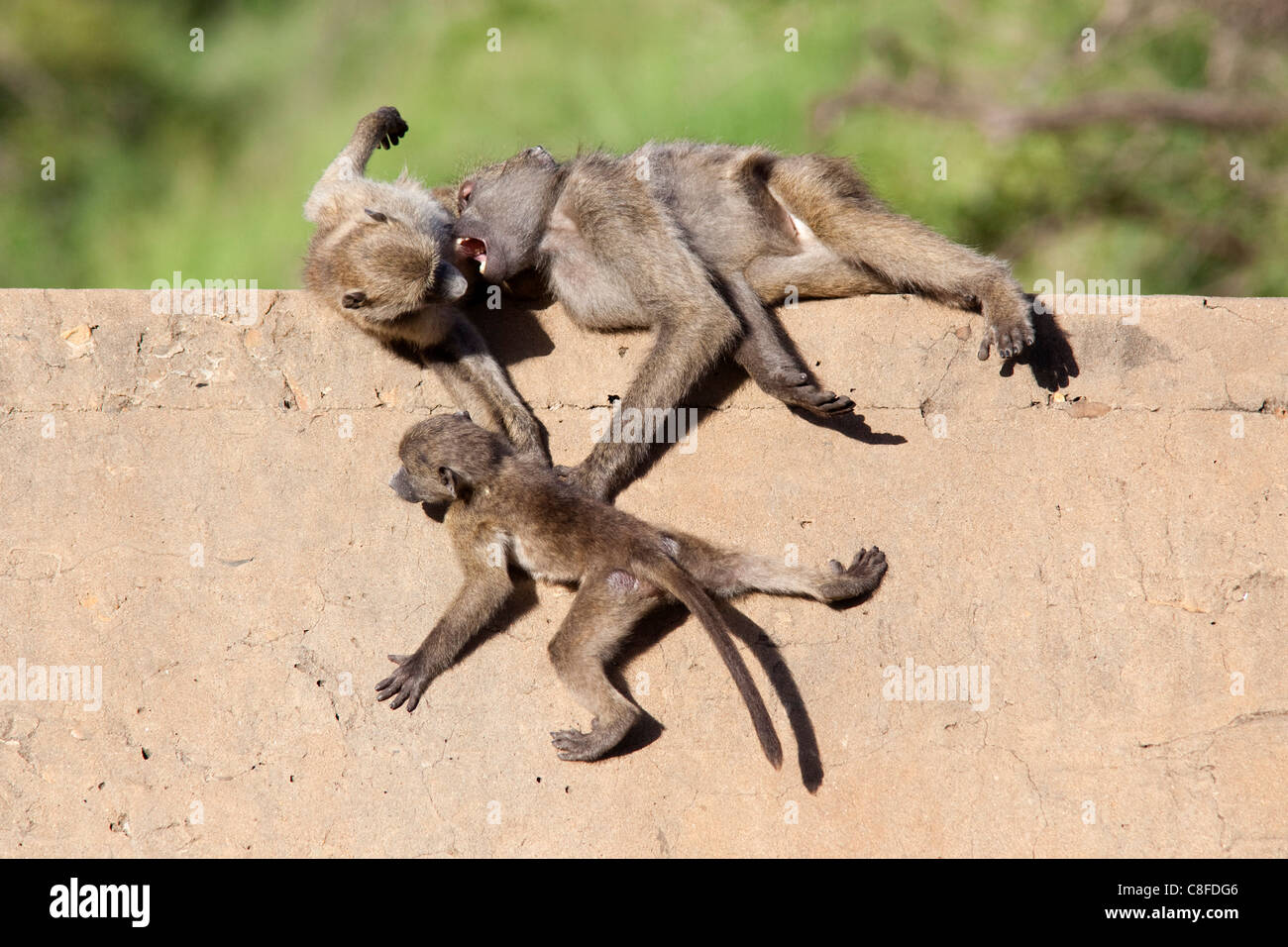 Chacma baboons (Papio cynocephalus ursinus) playing, Kruger National Park, Mpumalanga, South Africa Stock Photo