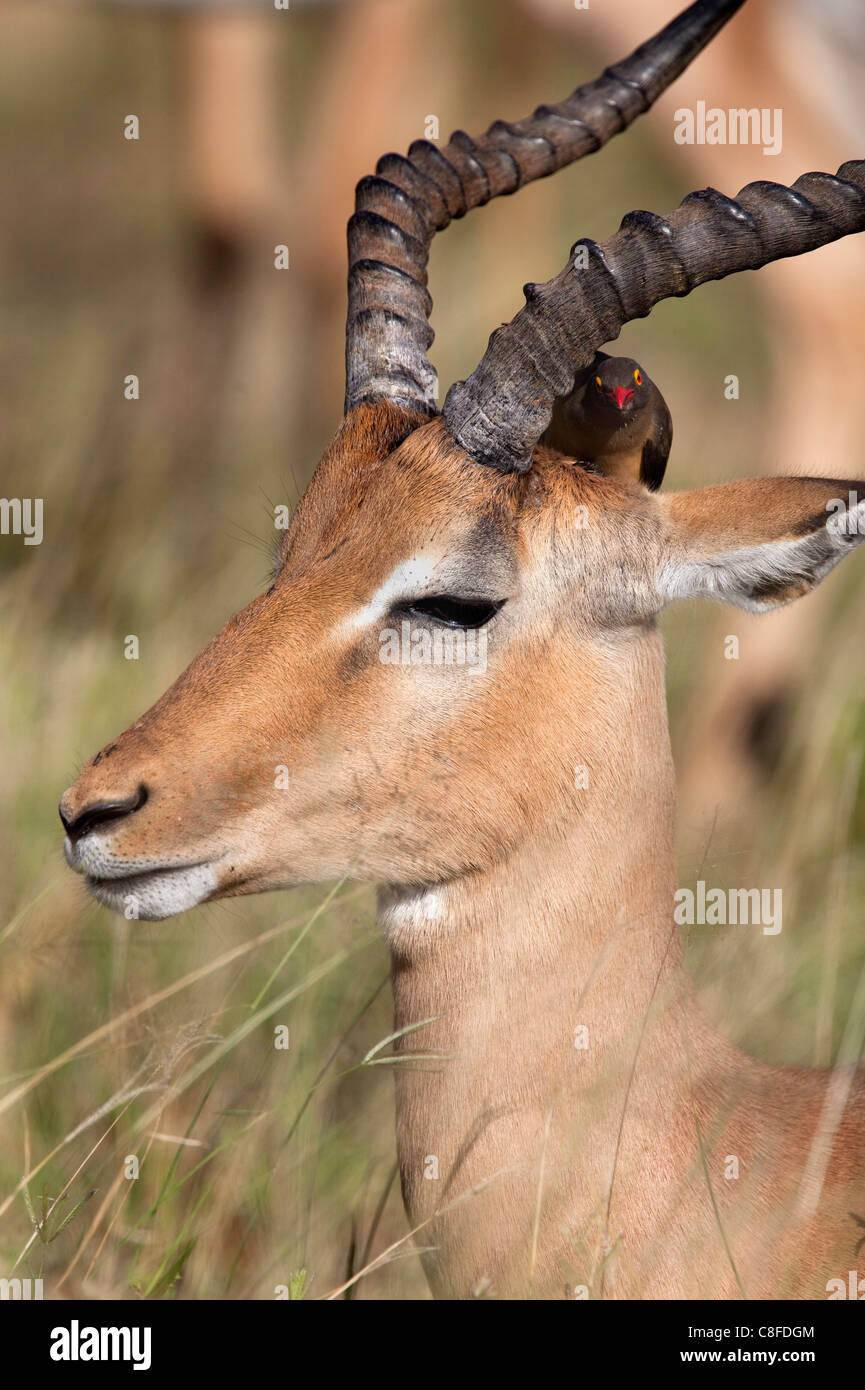 Impala ram (Aepyceros melampus, with redbilled oxpecker, Kruger National Park, South Africa Stock Photo