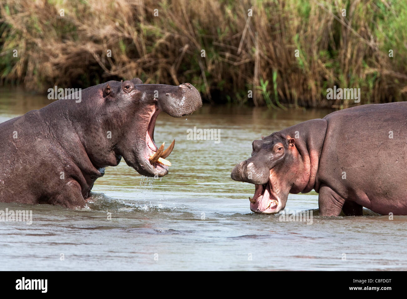 Hippo (Hippopotamus amphibius, fighting, Kruger National park, Mpumalanga, South Africa Stock Photo